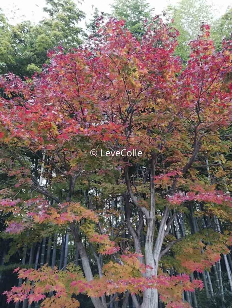 昭和記念公園イチョウ紅葉