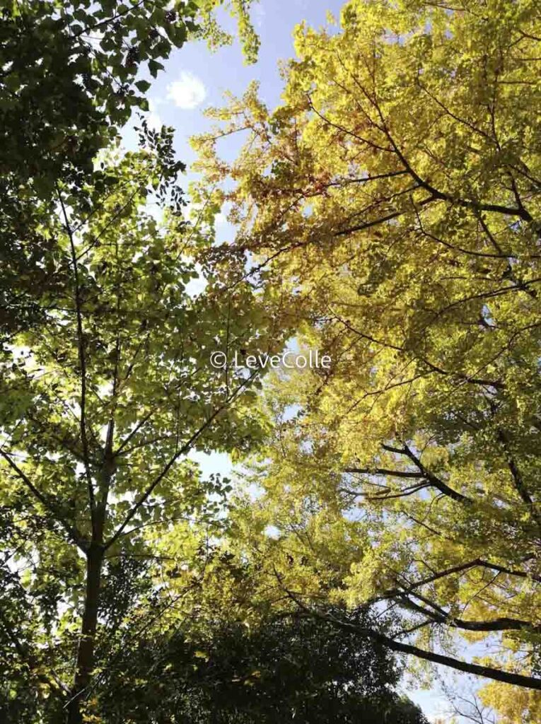 昭和記念公園イチョウ紅葉