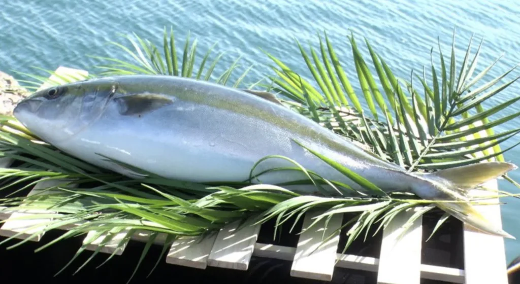 くら寿司ジョブチューンオーガニックはまち